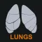 Lungs Respiratory System