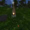 Survival Forrest