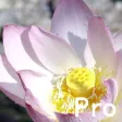 Brighten Me Pro