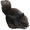 Squirrelly