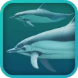 Dolphins 3D