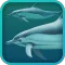 Dolphins 3D