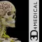 Brain & Nervous System Pro III