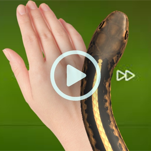 Insects Prank Insects Prank