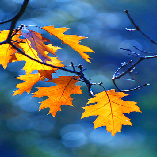 Autumn Wallpaper Autumn Wallpaper