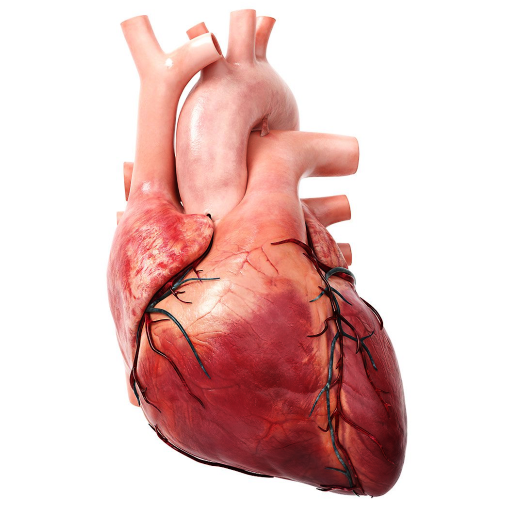 3D Heart?: Your Anatomy Guide