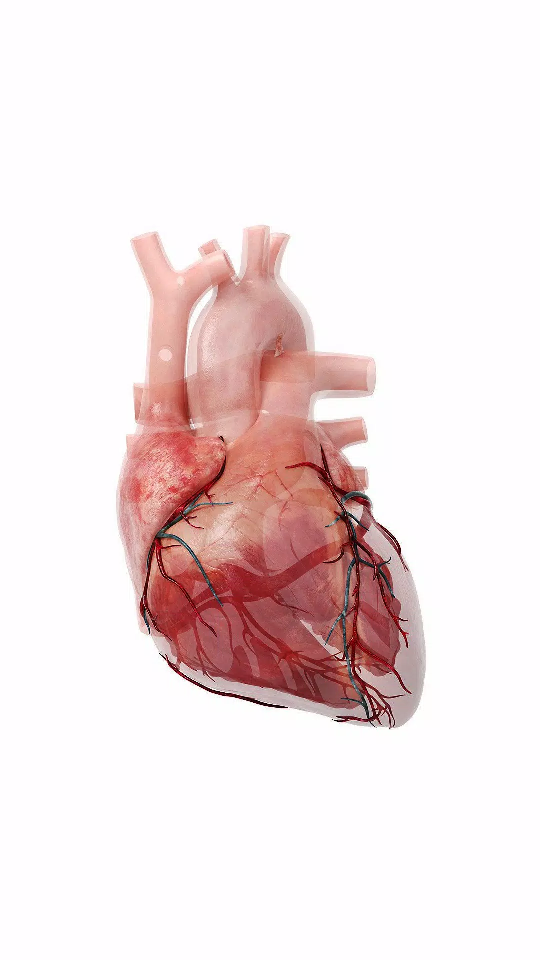 3D Heart?: Your Anatomy Guide Screenshots