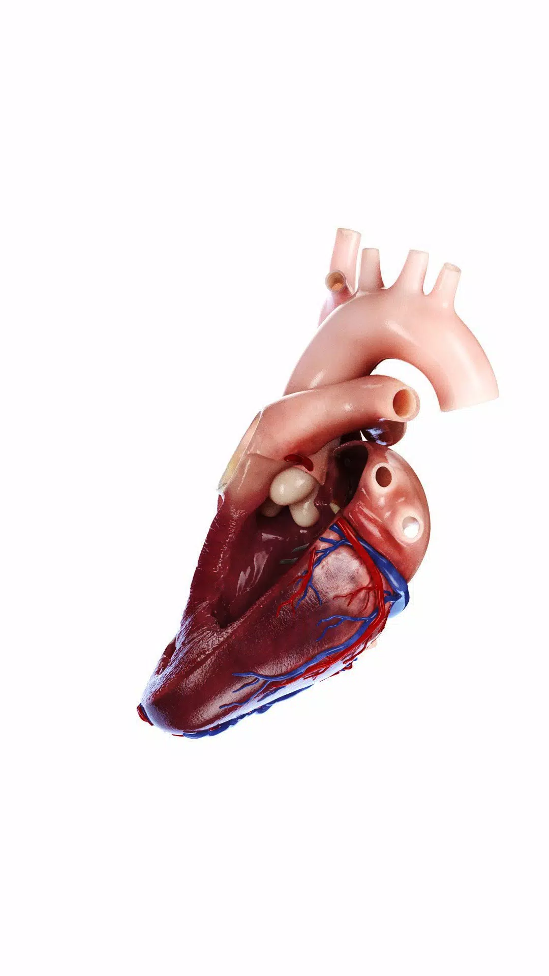 3D Heart?: Your Anatomy Guide Screenshots