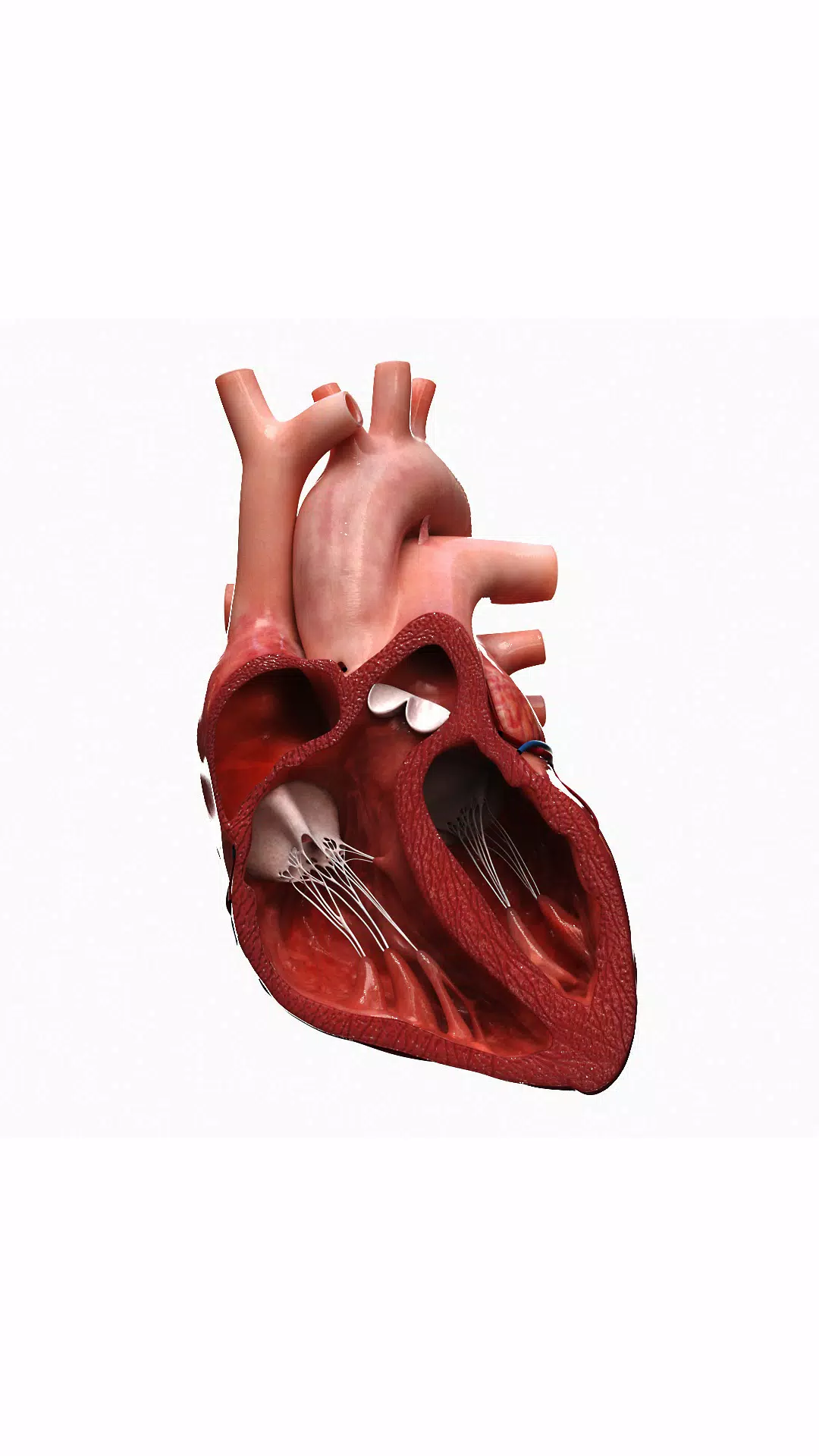 3D Heart?: Your Anatomy Guide Screenshots