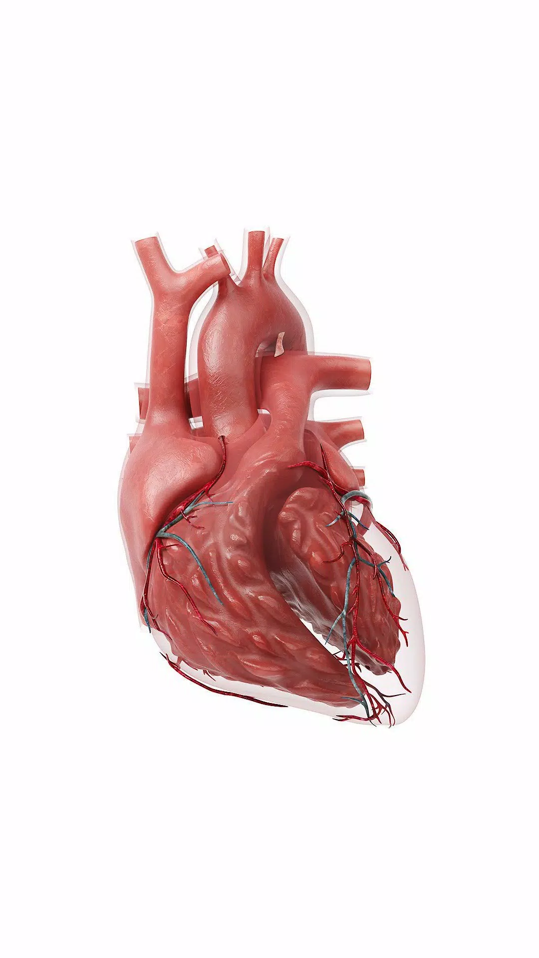 3D Heart?: Your Anatomy Guide Screenshots