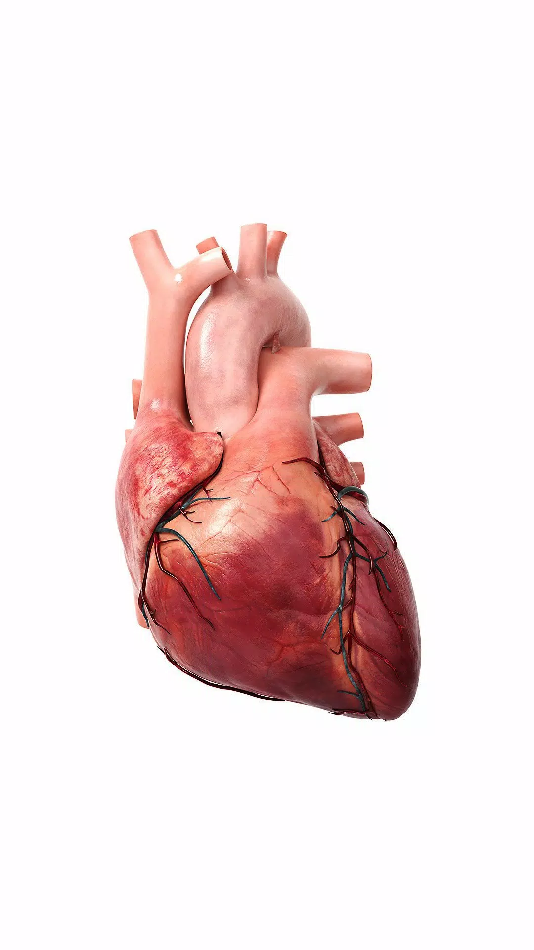 3D Heart?: Your Anatomy Guide Screenshots