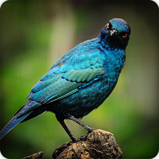 Starling Bird Call Sounds Ringtones Starling Bird Call Sounds Ringtones