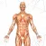 Anatomy AR book