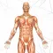 Anatomy AR book