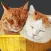 CatNap 2: Fat Cat Sticker Pack