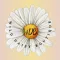 Wild Daisy Boutique