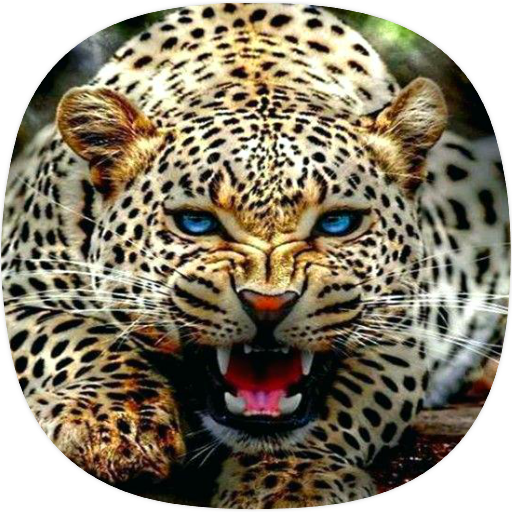 Cheetah Sounds
