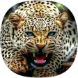 Cheetah Sounds