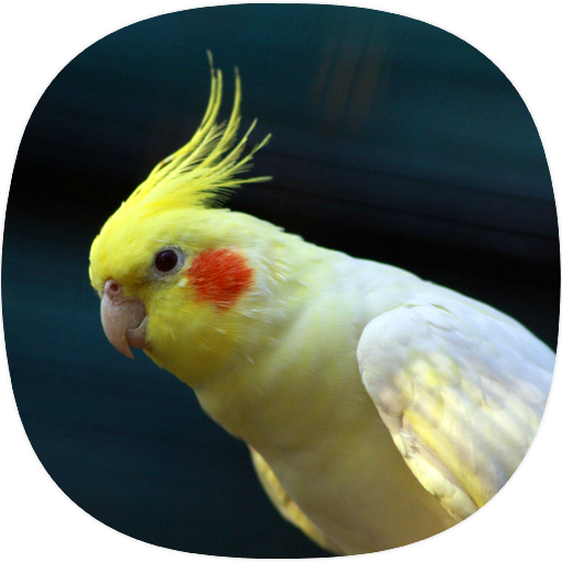 Cockatiel Ringtones