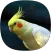 Cockatiel Ringtones