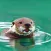 Otter My Way
