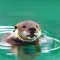 Otter My Way