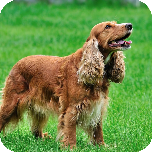 Cocker Dogs Live Wallpaper
