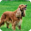 Cocker Dogs Live Wallpaper
