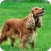 Cocker Dogs Live Wallpaper
