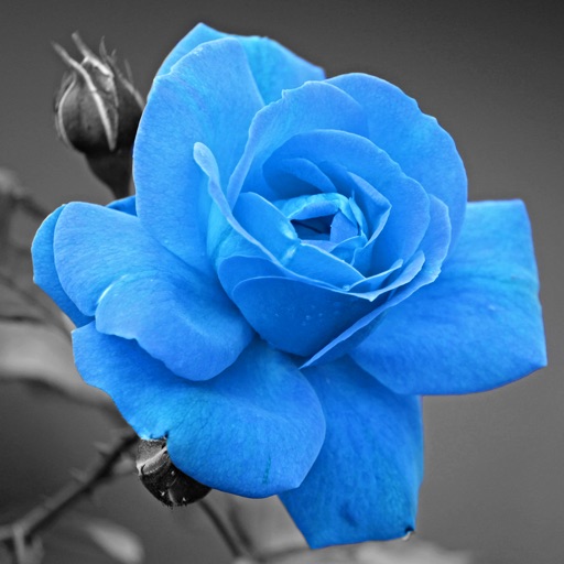 Color Wow Color Wow