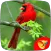 Cardinal Birds Sounds