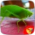 Cricket Sounds