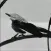 Melody Mockingbird