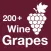 200+ Wine Grapes