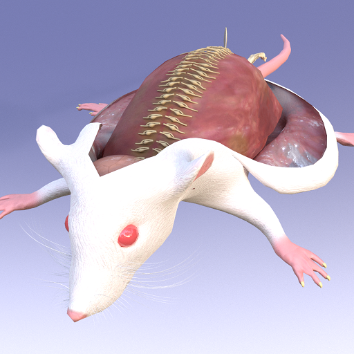 Mouse Dissection AR