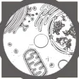 Morflab : Cell & Earthworm