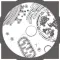 Morflab : Cell & Earthworm