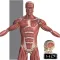 Visual Anatomy