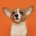 Good Boi! Puppy Sound Training