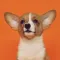 Good Boi! Puppy Sound Training