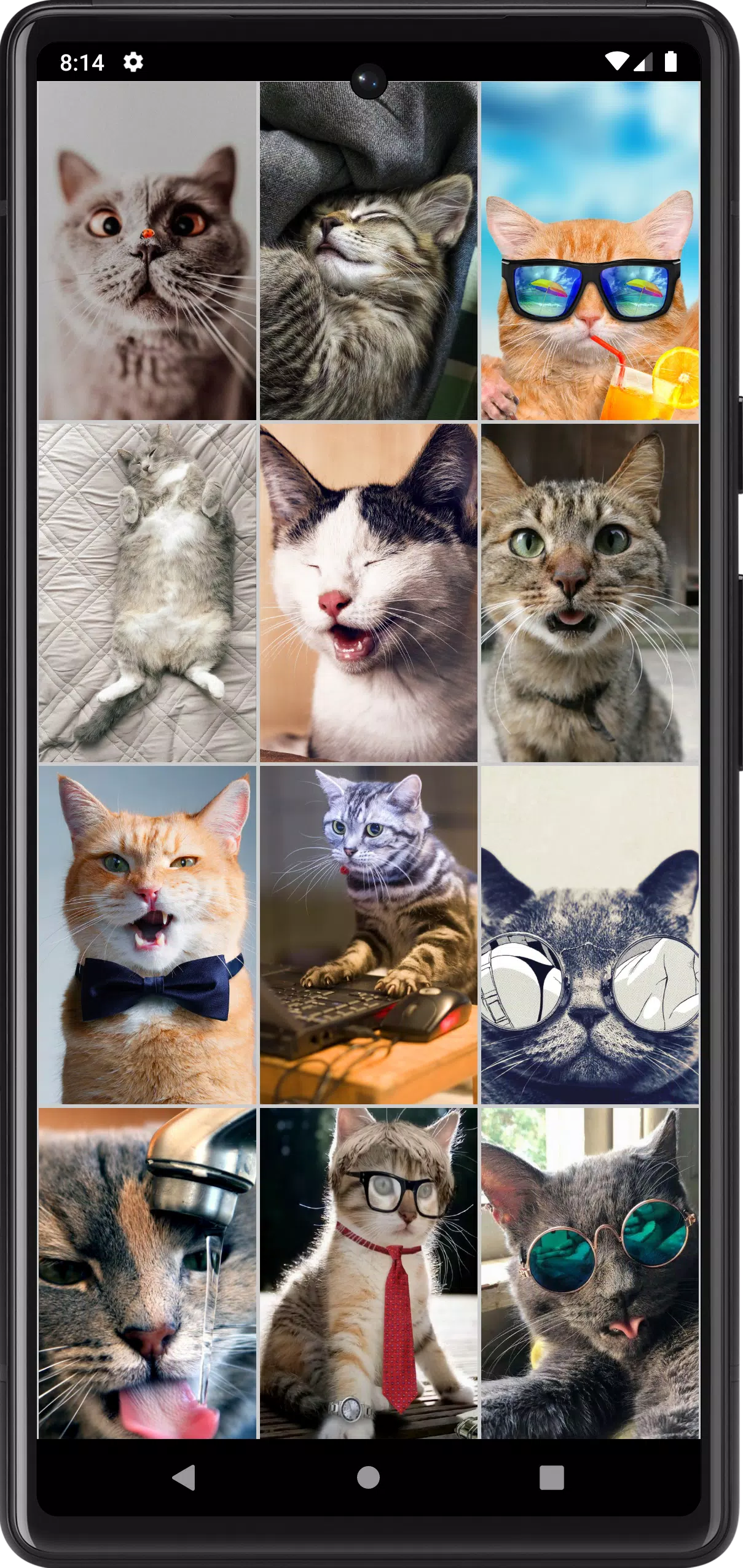 Funny Сats Wallpapers Screenshots