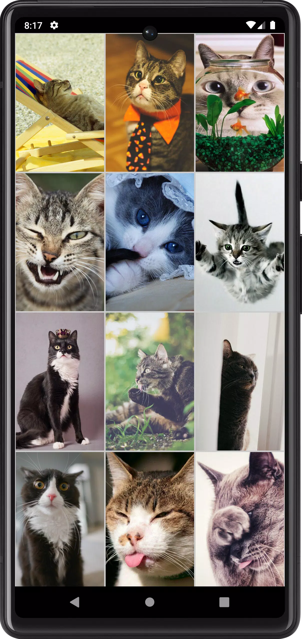 Funny Сats Wallpapers Screenshots