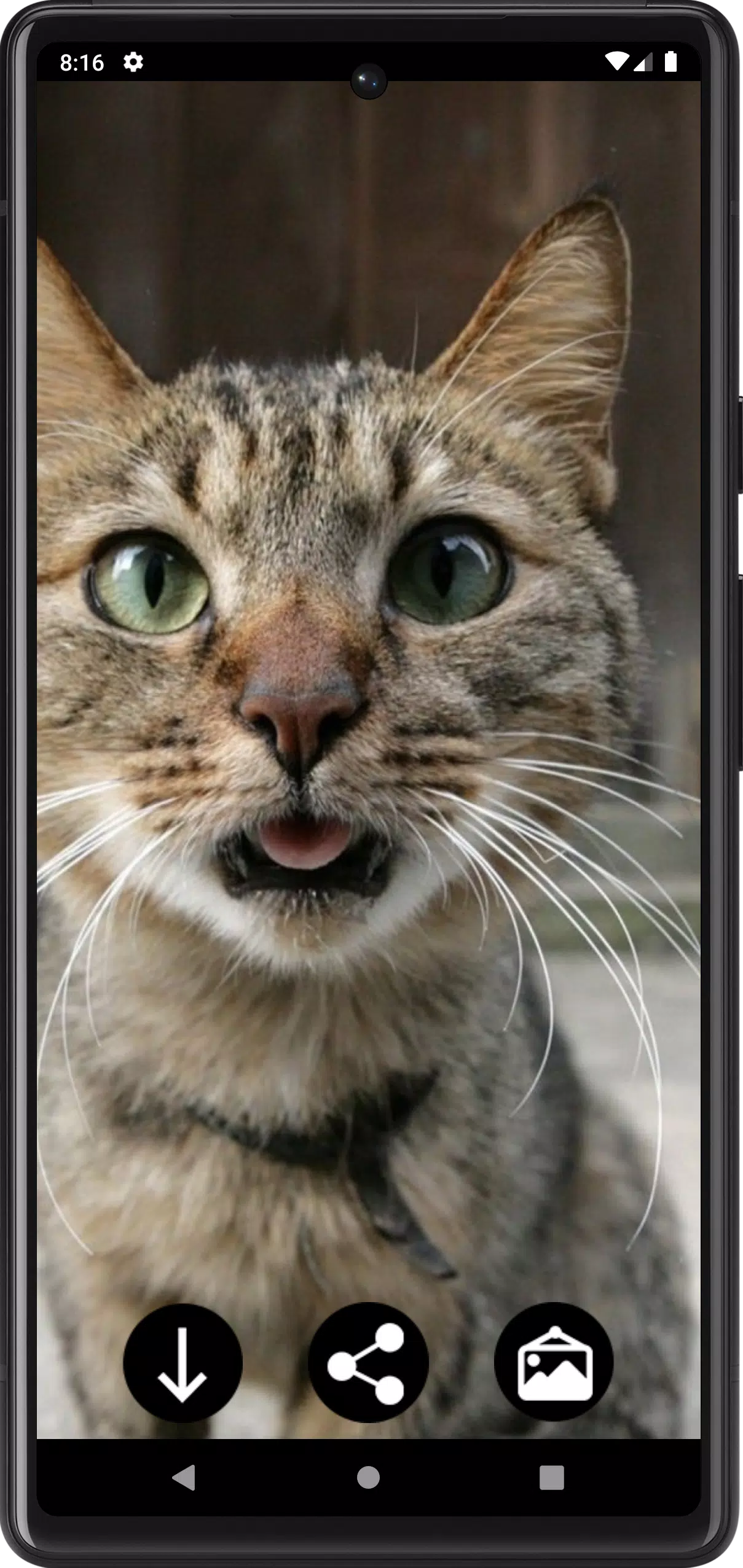 Funny Сats Wallpapers Screenshots