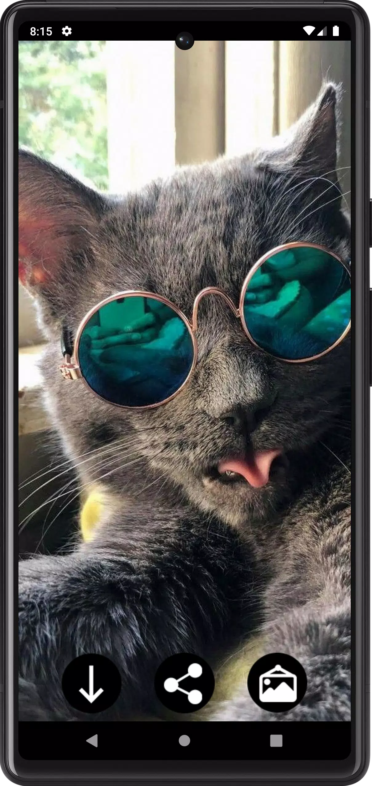 Funny Сats Wallpapers Screenshots