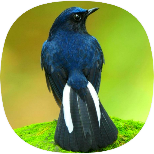Kacer Birds Sounds