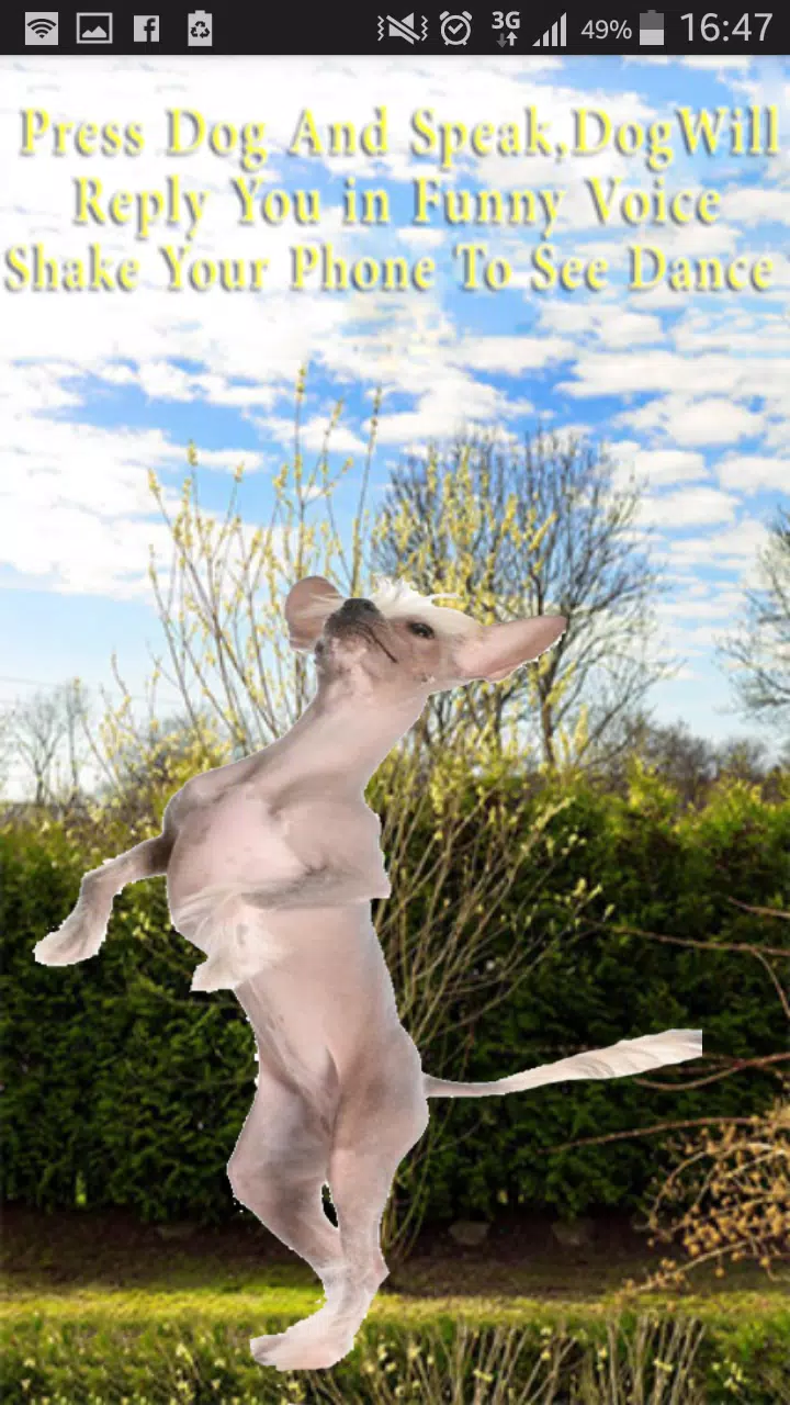 Talking-Dancing Dog Screenshots