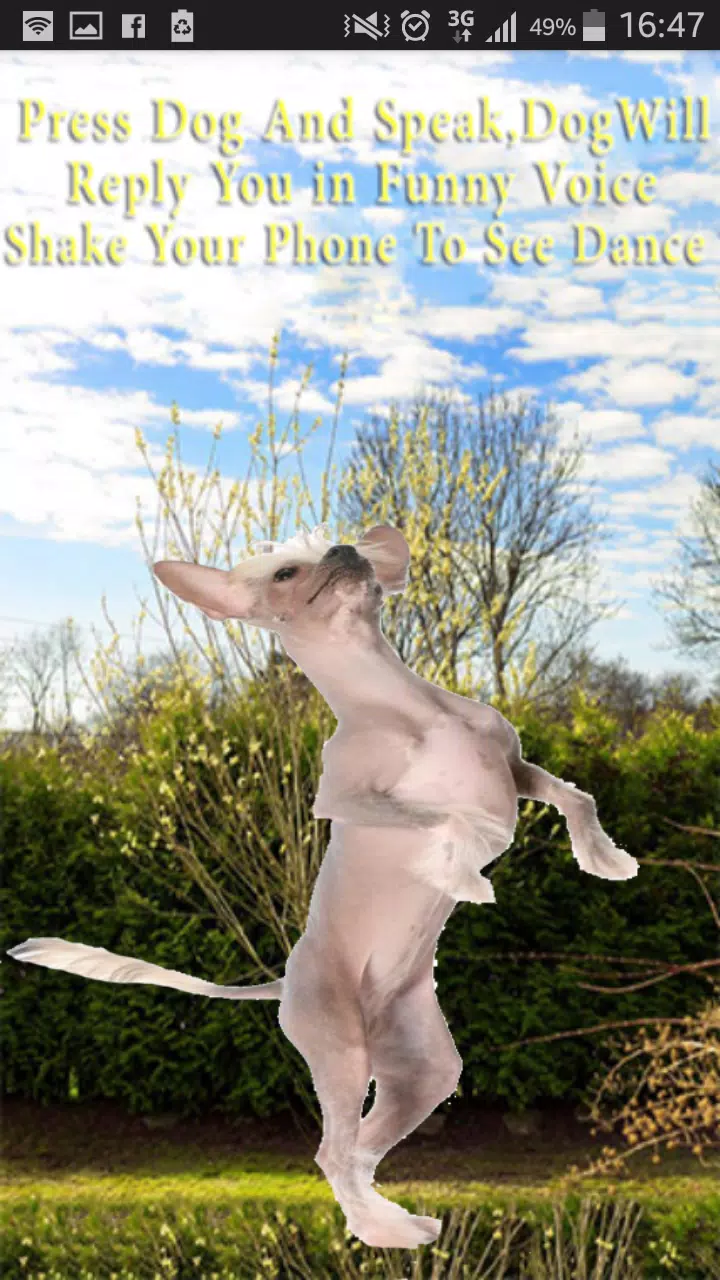 Talking-Dancing Dog Screenshots