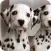 Dalmatian Dog Live Wallpaper