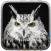 Owl Hunting Journey
