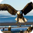 Bald Eagle. Animals Wallpapers